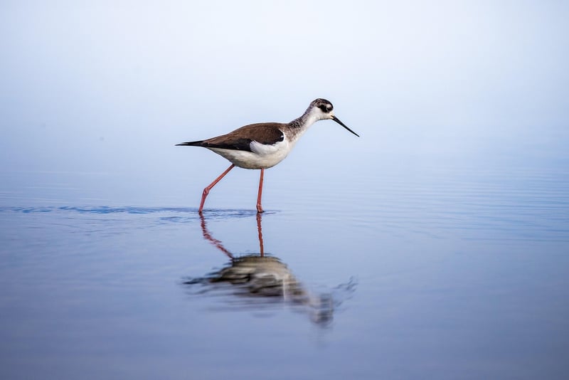 Stilt Walker